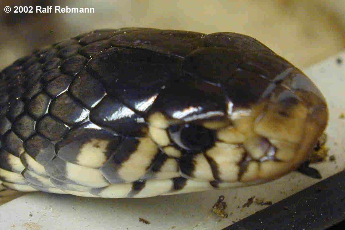 Naja melanoleuca Bild02